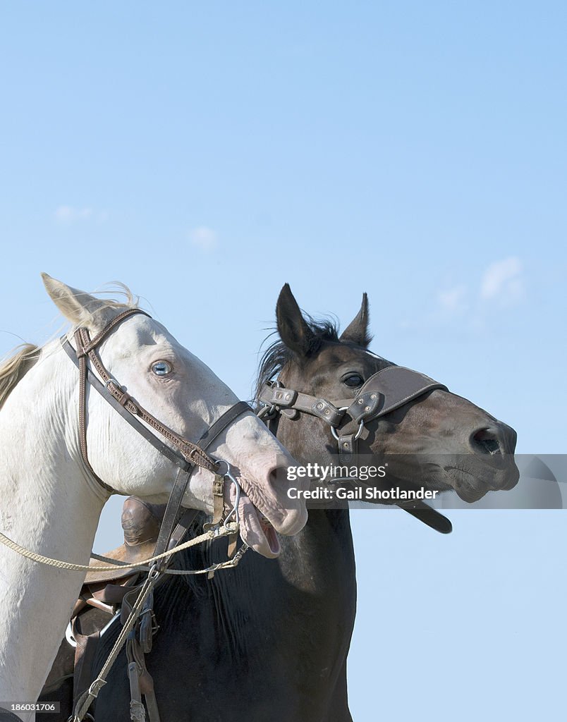 2 Horses:  2 Personalities