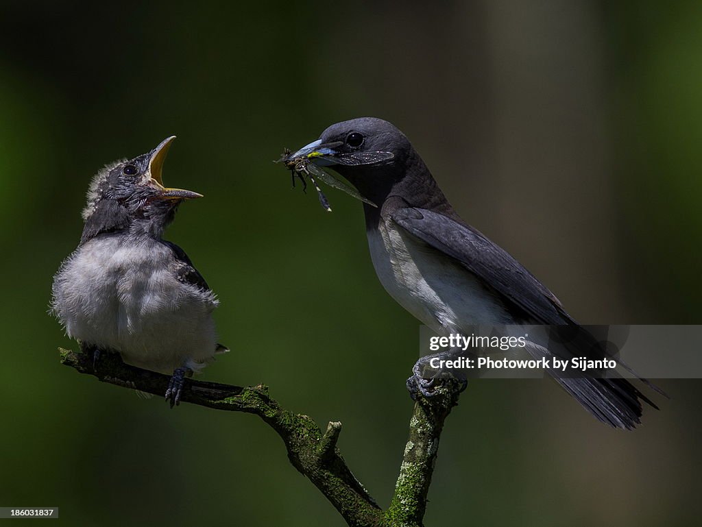White-breasted woodswallow