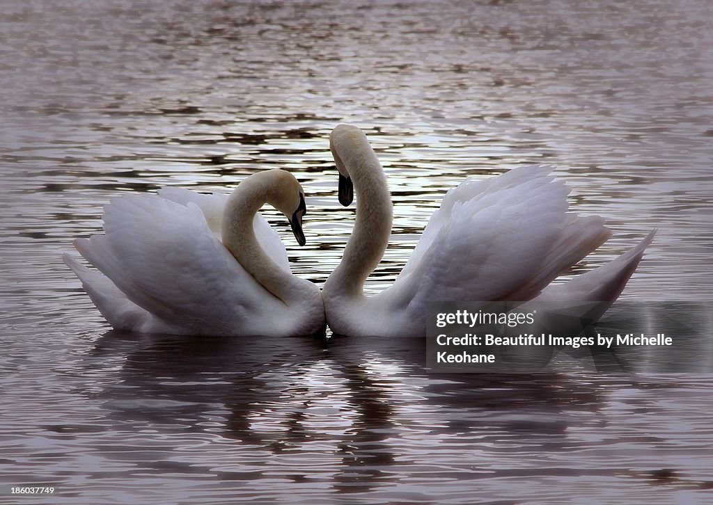 Swan love