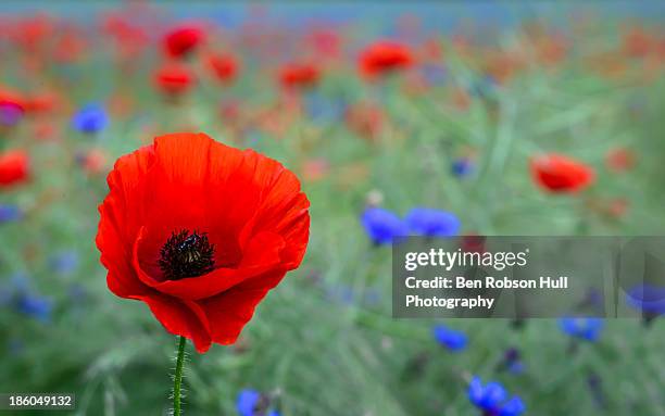 red poppy wild flower - fleur de pavot photos et images de collection