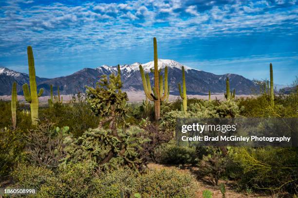 saguaro cactus with snow cap mountains - deserto del sonoran foto e immagini stock