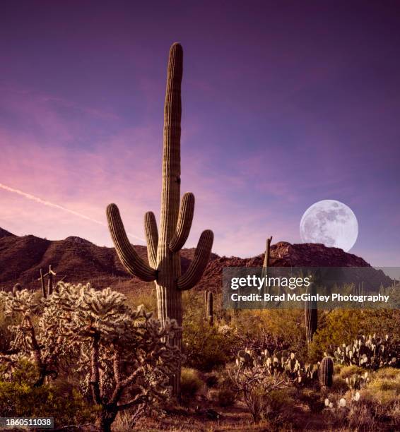full moon set in the sonoran desert - tucson stock pictures, royalty-free photos & images