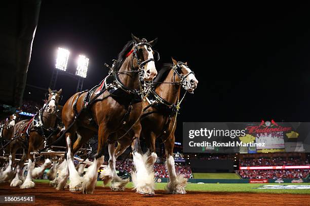 The Budweiser clydesdale horses walk on the field prior to Game Four of the 2013 World Series between the Boston Red Sox and the St. Louis Cardinals...