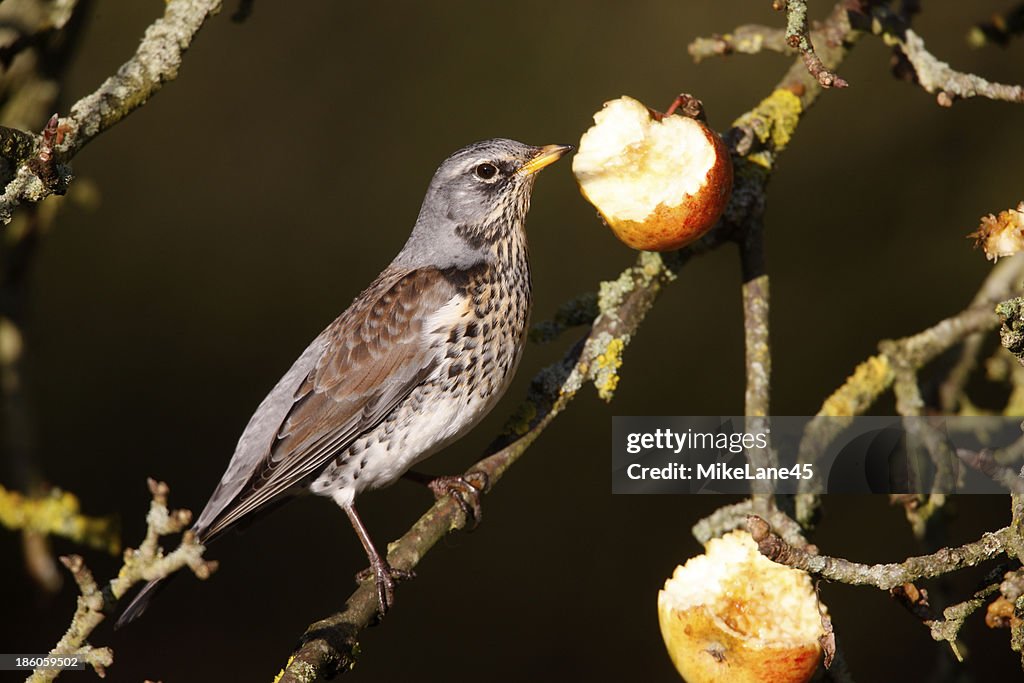Fieldfare Turdus pilaris