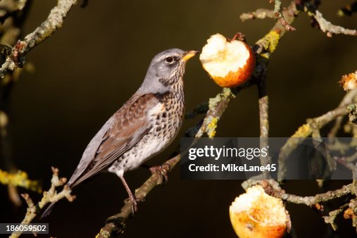 Fieldfare Turdus pilaris Fieldfare Turdus pilaris
