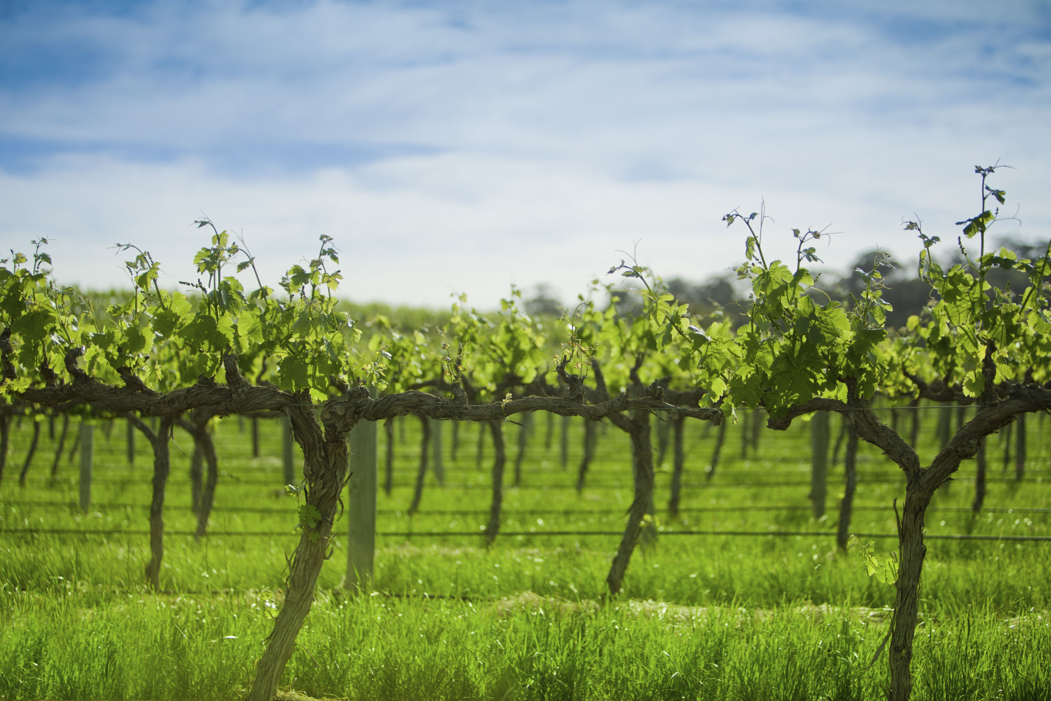 barossa valley landscape