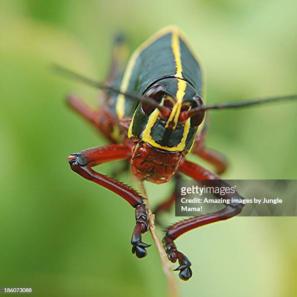 lubber eats final bits of lily - lubber grasshopper stock pictures, royalty-free photos & images