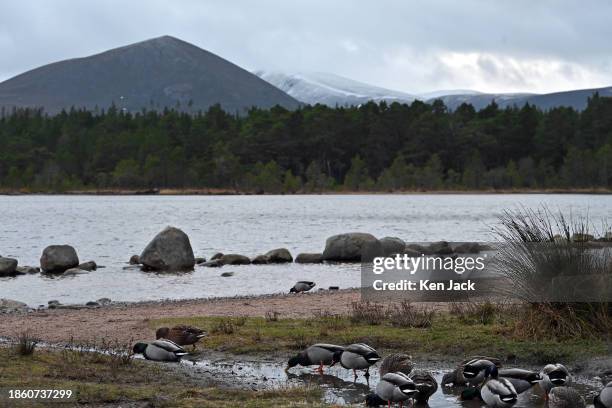 Mallard ducks drink from a stream on the shores of Loch Morlich, with some of the mountains of the Cairngorms National Park in the background,...