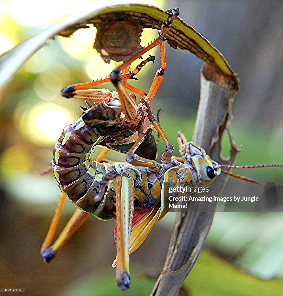 Shedding lubber slowly pulling out its abdomen