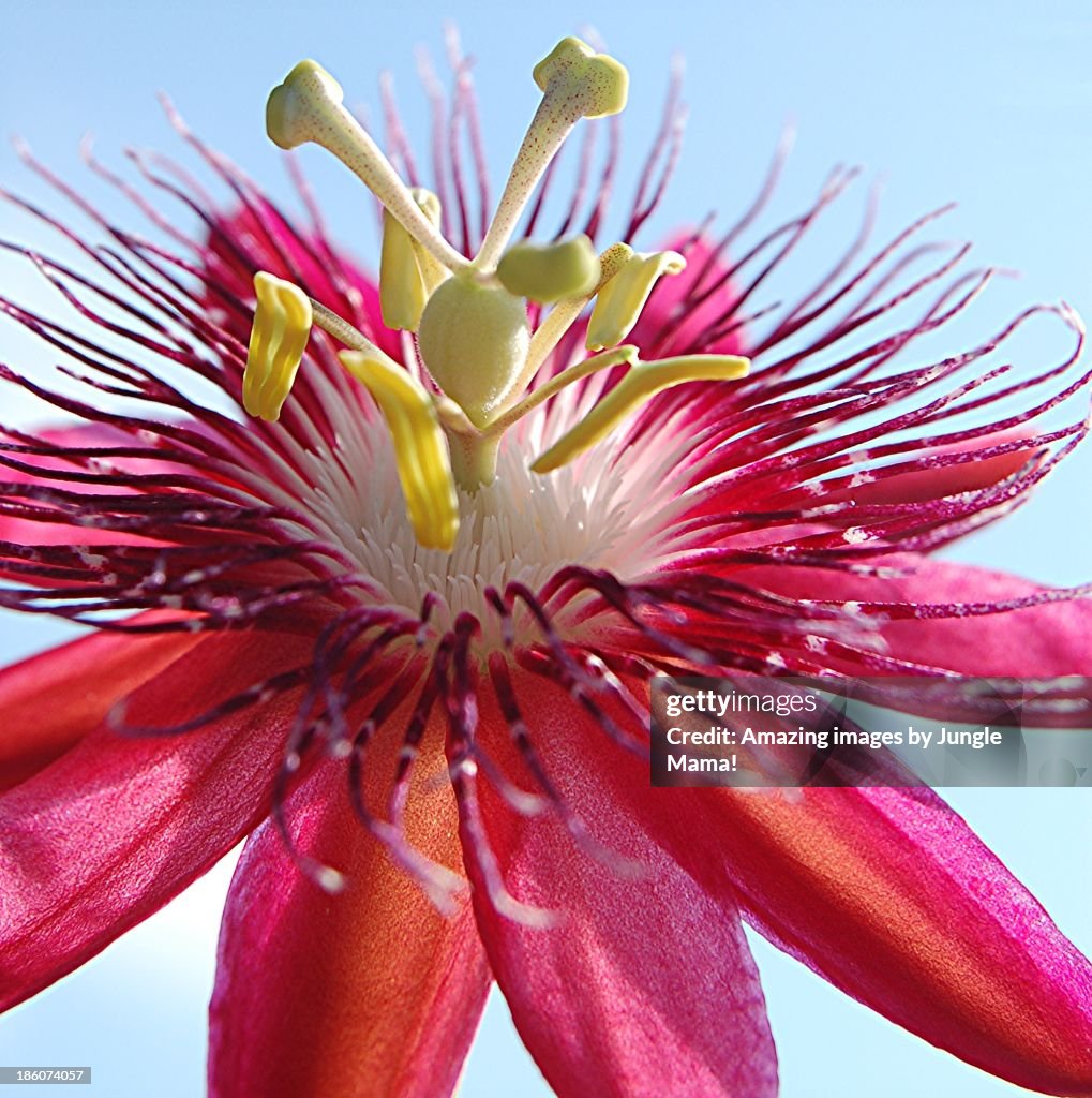 Rosy Passion flower and pale blue sky