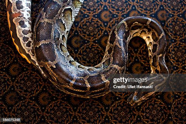 Balinese Python's 223 Python Indonesia Stock Photos, High-Res Pictures, and Images ...