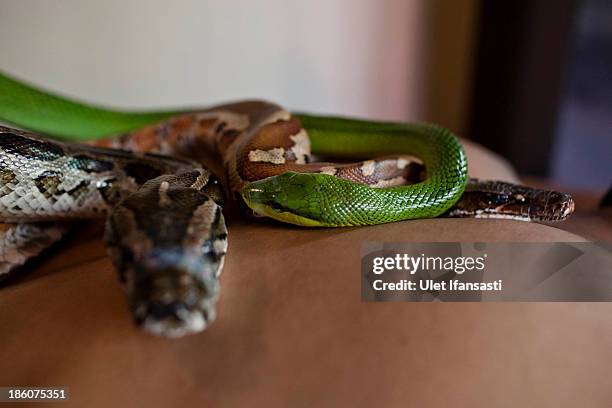 Member of staff demonstrates a massage using pythons at Bali Heritage Reflexology and Spa on October 27, 2013 in Jakarta, Indonesia. The snake spa...