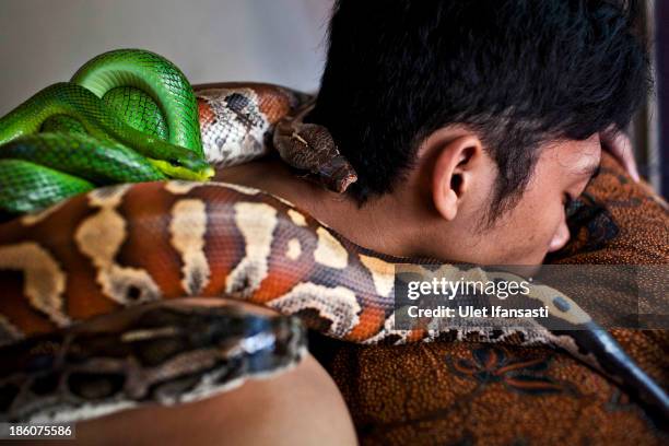 Customers undertakes a massage using pythons at Bali Heritage Reflexology and Spa on October 27, 2013 in Jakarta, Indonesia. The snake spa offers a...
