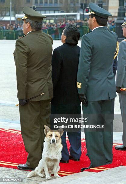 Dog is sitting on the red carpet during an honors ceremony for visiting Peruvian President Alejandro Toledo in front of the La Moneda palace in...