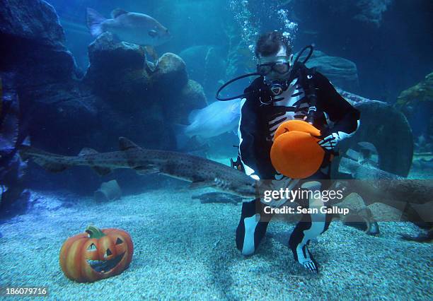 Diver dressed as a skeleton feeds a cat shark from plastic Halloween pumpkins in a publicity event at SeaLife on October 28, 2013 in Berlin, Germany....