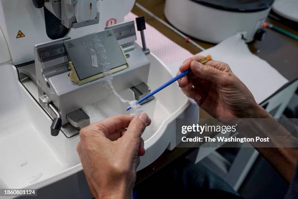 Researcher Kiyomi Morino uses a microtome to cut micro-core samples from ponderosa pines on November 22, 2023 in Tucson, Arizona. The samples were...