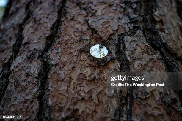 Tag marks ponderosa pine on November 21, 2023 in Mt. Lemmon, Arizona. Researcher Kiyomi Morino extracted core samples from this tree. Morino...