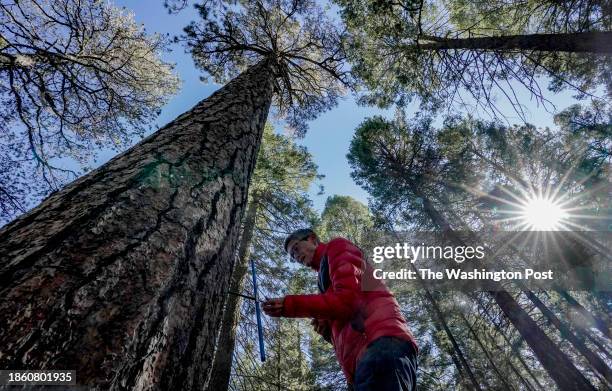 Researcher Kiyomi Morino extracts a core sample from ponderosa pine on November 21, 2023 in Mt. Lemmon, Arizona. Morino researches cellular level...