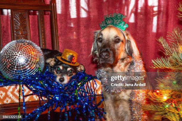 dog new years eve, funny dogs - the morning after stock pictures, royalty-free photos & images