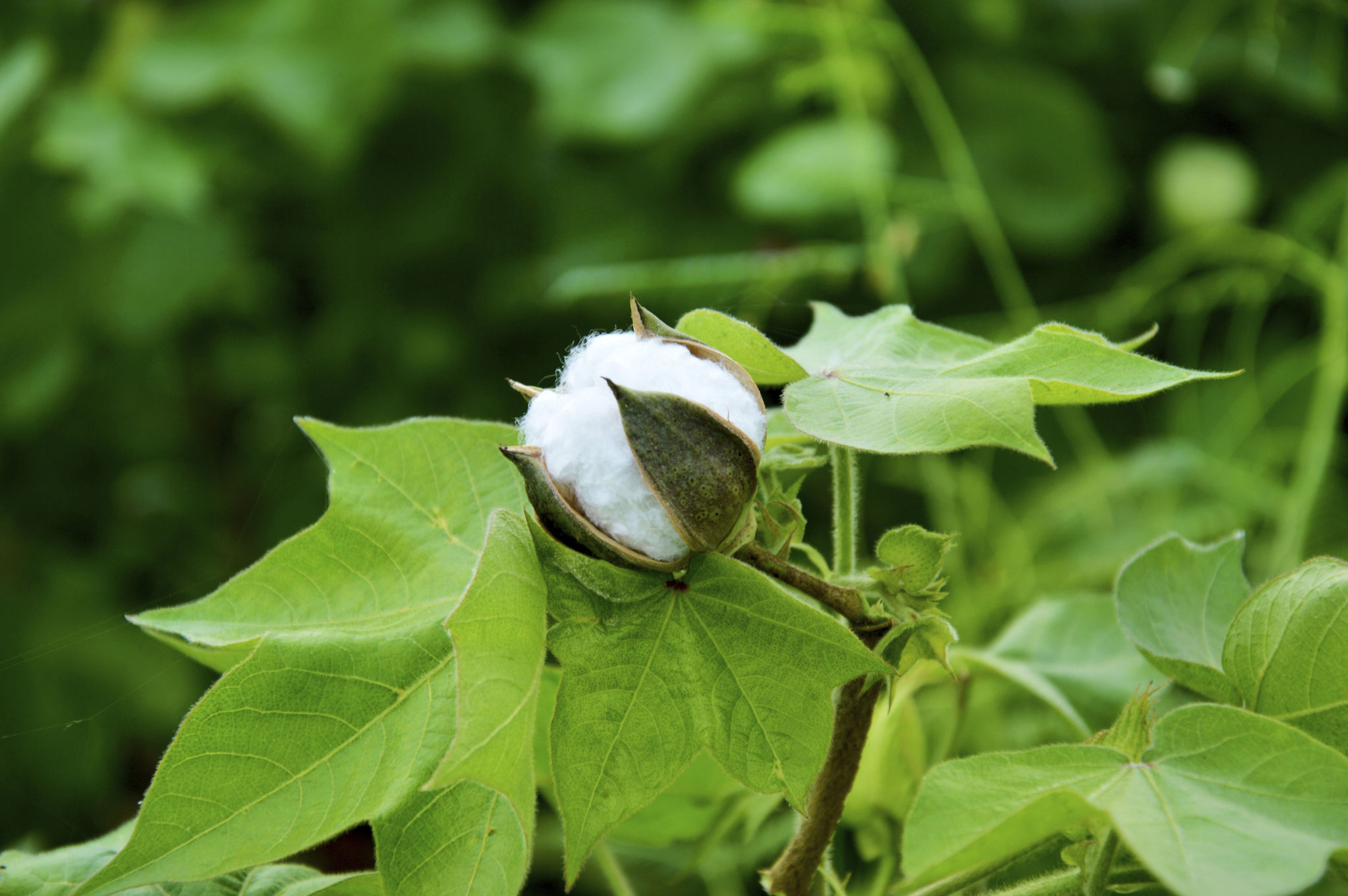 cotton cloth
