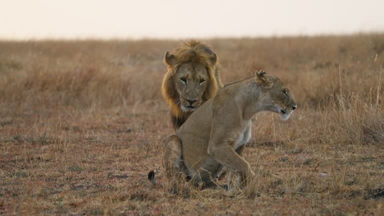 Lions Reproducing 20,569 Animal Reproduction Stock Videos, Footage, & 4K Video Clips ...