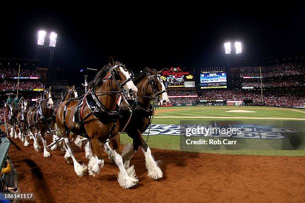 The Budweiser clydesdale horses walk on the field prior to Game Five of the 2013 World Series between the St. Louis Cardinals and the Boston Red Sox...