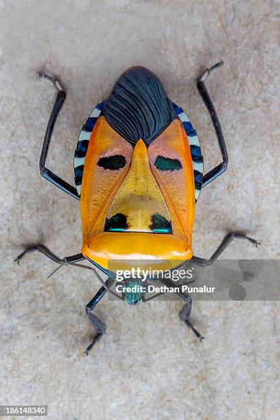 Man Van Insect Man Faced Stink Bug Photos and Premium High Res Pictures - Getty Images