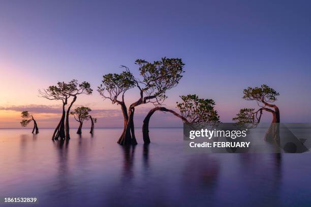 dancing trees in evening, - sumba stock pictures, royalty-free photos & images
