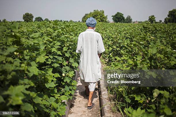 Jarnail Singh a retired teacher and farmer, walks through a cotton field that has been sprayed with pesticides on his farm in Jajjal village, Punjab,...