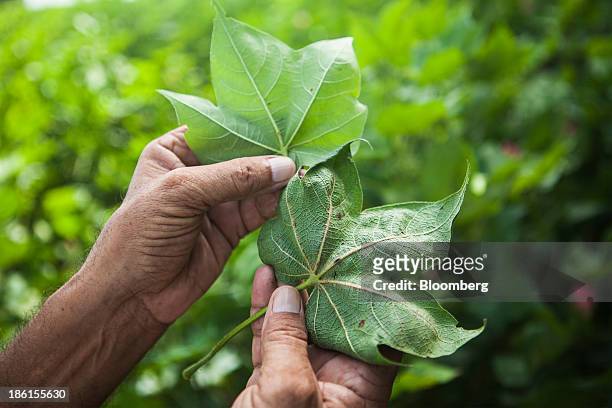 Jarnail Singh a retired teacher and farmer, displays for comparison the leaf from a healthy cotton plant, left, and a leaf from a pest-ridden cotton...