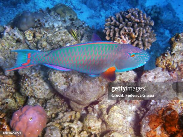 bicolor parrotfish (cetoscarus bicolor) on fihalhohi island coral reef, maldives - bicolour parrotfish stock pictures, royalty-free photos & images