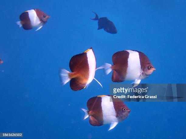 black pyramid butterflyfish (hemitaurichthys zoster) - pyramid butterflyfish or hemitaurichthys polylepis stockfoto's en -beelden