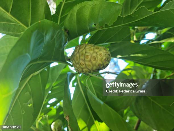 detail of indian mulberry or noni tree (morinda citrifolia) - morinda citrifolia stock pictures, royalty-free photos & images