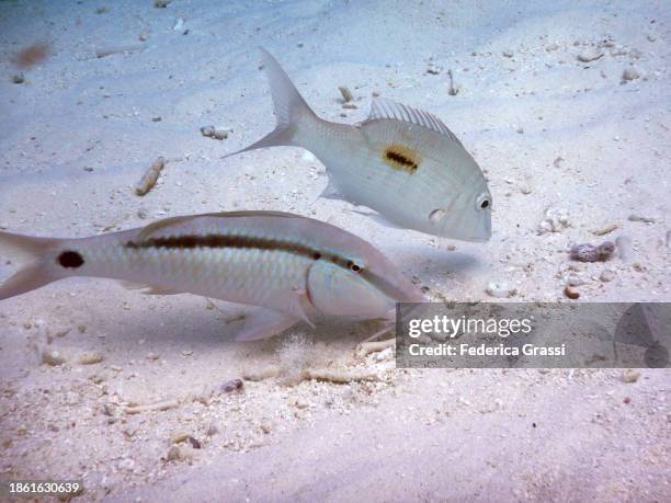 dash-and-dot-goatfish (parupeneus barberinus) and emperor bream (lethrinus harak) - parupeneus stock pictures, royalty-free photos & images