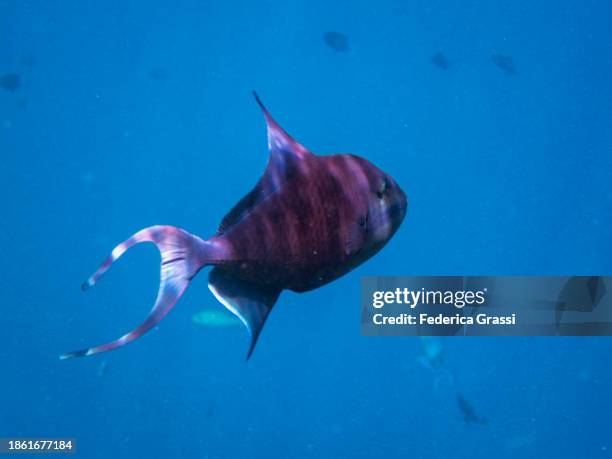 Trigger Fish Red 84 Red Toothed Triggerfish Stock Photos, High-Res Pictures, and Images ...
