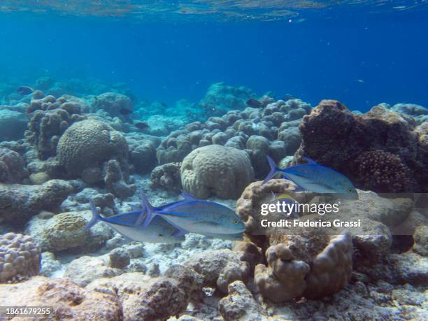 small group of bluefin trevally (caranx melampygus) , fihalhohi island, maldives - bluefin trevally stock pictures, royalty-free photos & images