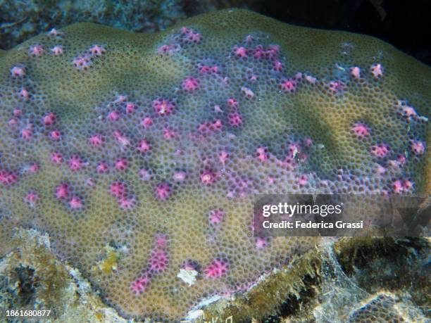porites coral pink pigmentation in response to fish bites (trematodiasi coral condition) - parasitic stock pictures, royalty-free photos & images