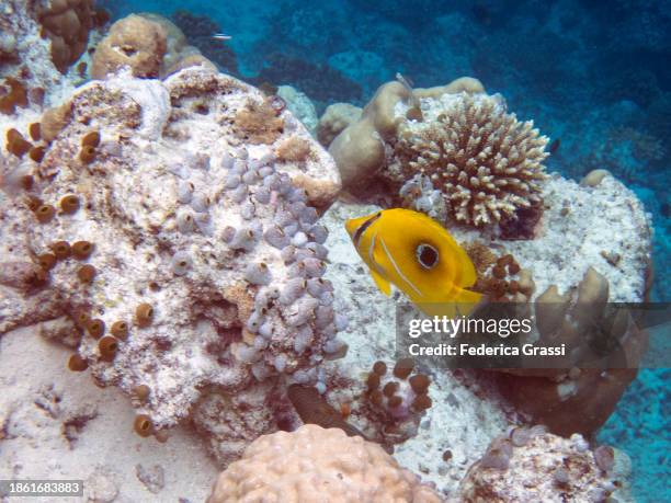 bluelashed butterflyfish  (chaetodon bennetti) - chaetodon bennetti stock pictures, royalty-free photos & images