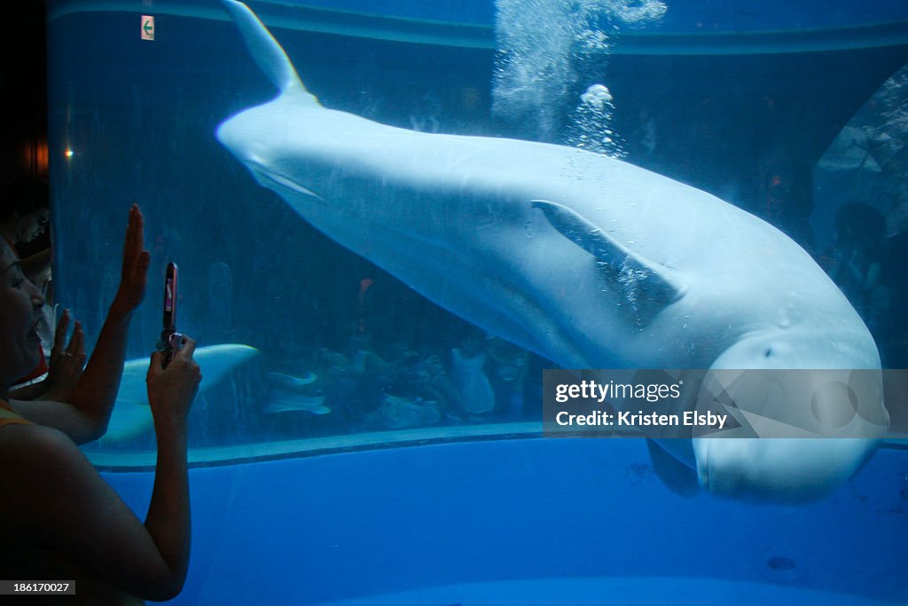 Beluga shows curiousity