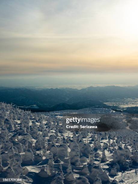 soft rime on mount zao - yamagata prefecture bildbanksfoton och bilder