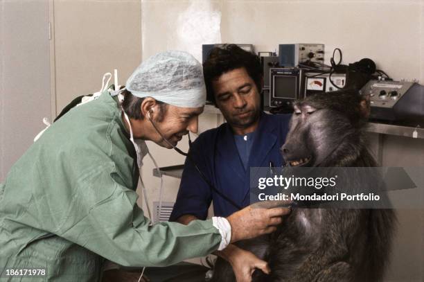 South African surgeon Christiaan Barnard listening to the heart of a baboon with a stethoscope. 1977.