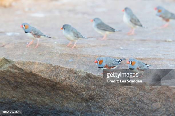 zebra finches at a waterhole - galapagos finch stock pictures, royalty-free photos & images