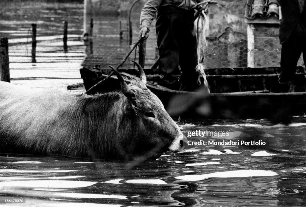 The rescue of a cow