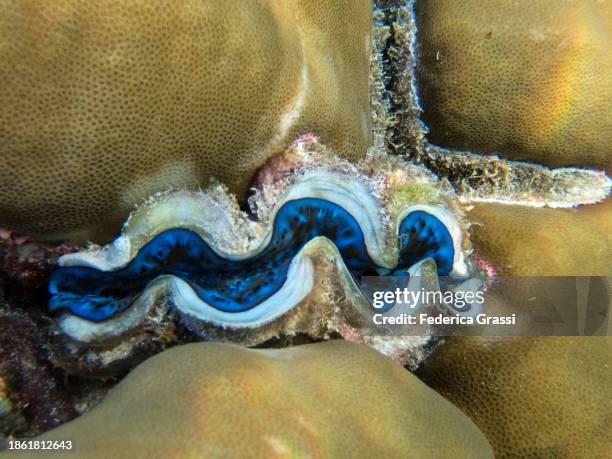 blue tridacna clam or giant clam, fihalhohi island, maldives - boring clam stock pictures, royalty-free photos & images