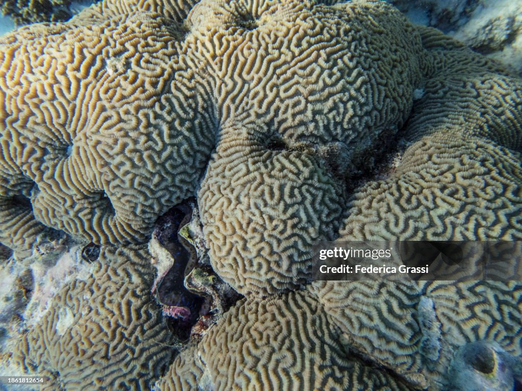 Boulder Brain Coral (Colpophyllia natans)