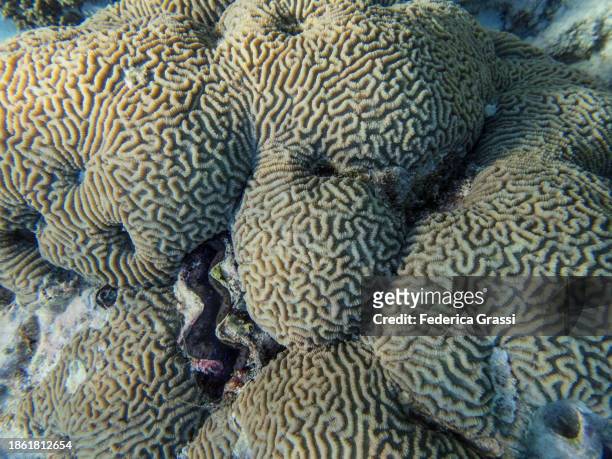 boulder brain coral (colpophyllia natans) - boring clam stock pictures, royalty-free photos & images