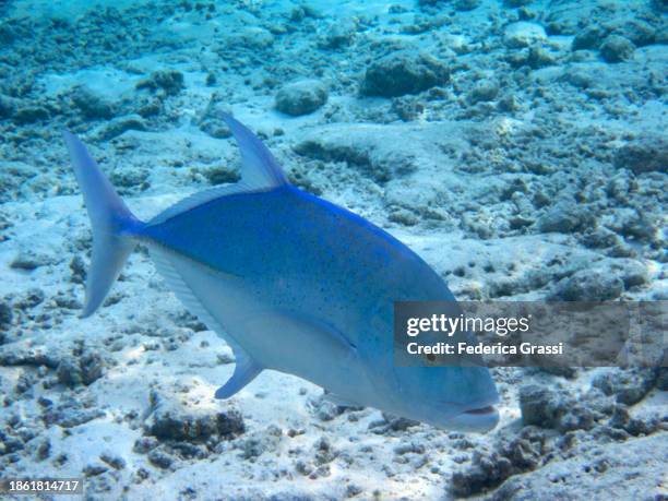 bluefin trevally (caranx melampygus) , fihalhohi island, maldives - pferdekopf stock-fotos und bilder