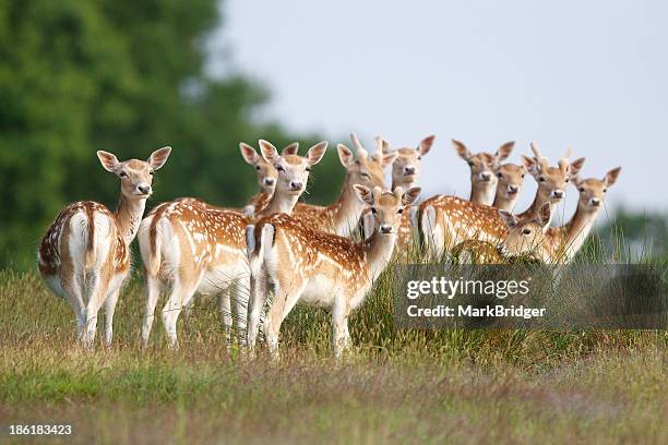 lots of ears - fallow deer fotografías e imágenes de stock