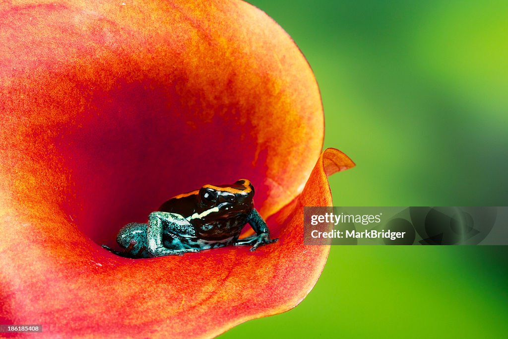 Amazon tree frog