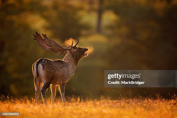 fallow call - fallow deer fotografías e imágenes de stock